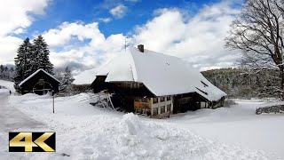 Winterwanderung  von Titisee nach Hinterzarten  Hochschwarzwald 🇩🇪 [upl. by Baker]