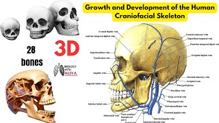 Growth and Development of the Human Craniofacial Skeleton  medical 3D Animation video [upl. by Ihsorih]