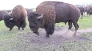 Bison Bull in Mating Season [upl. by Ilera]