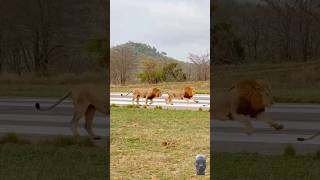 lion behaviour animals fight close range wild animals wildlife [upl. by Shaina613]