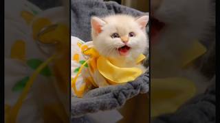 Mio Mao la la la la la 🐈 cat kittypets cuteanimal catlover viralshort shortvideo trending [upl. by Landel607]