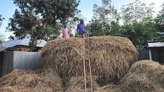 গ্রামের বাড়ি খড় সংরক্ষণ Khorer Pala গরুর খড়ের পালা Traditional Paddy Straw Reserves In Our Village [upl. by Imogene]