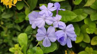 Plumbago auriculata Cape leadwort [upl. by Lahcear135]