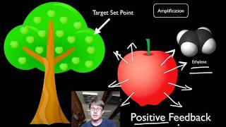 Positive and Negative Feedback Loops [upl. by Eidoow]