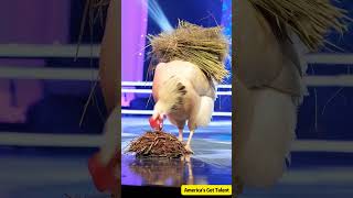 Giant old hen laying eggs on stage！巨大老母雞居然在台上下蛋！ステージで卵を産む巨大な老鶏 agt funny ai americangottalent [upl. by Stutman508]