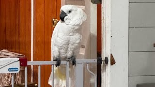 Buster rhe cockatoo word of the day [upl. by Albrecht761]