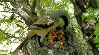 Babbler in the nest of long tailed shrike bird AnimalsandBirds107 [upl. by Tabitha]