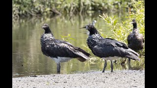 Anhuma  Horned Screamer  Anhima cornuta [upl. by Carlita]