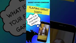 Flaming Great JOKE from Basset Hound comedian Hilarious 😂 😃 [upl. by Sparke104]