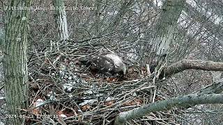 Hays Eagles Nest Visitor gets Chased off by Hays Pair 12324 [upl. by Yesak]