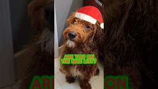 🎅SUBSCRIBE TO BE ON PUPPY SANTA NICE LIST🎅 shorts puppy dog [upl. by Thane]