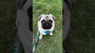 Goodest Boy 🥰 pugpuppy pugobsession puppy pugged pugspugspugs pug pugcentral [upl. by Ottavia]