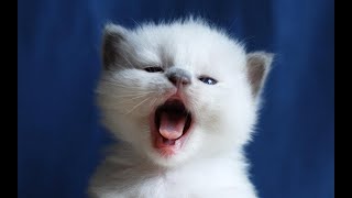 Cutest Kittens Meowing Compilation [upl. by Anelim974]