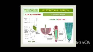 SSwathi DL in Botany Topic Plant Meristem Types [upl. by Litt967]