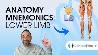 Learn Anatomy Lower Limb Anatomy Mnemonics and Memory Aids  Anatomy Made Easy [upl. by Vassell237]