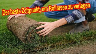 Rollrasen wann verlegen Der beste Zeitpunkt um Rollrasen selber zu pflanzen [upl. by Aliak]