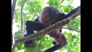 015 Adult female spider monkey selfscratching in a tree Tulum Mexico [upl. by Raffaello590]