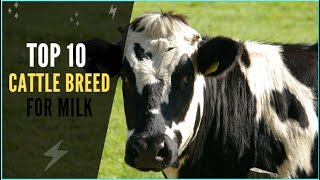 Top 10 Cattle Breeds in the world  dairycattle  vet  livestockanimals [upl. by Etneciv]