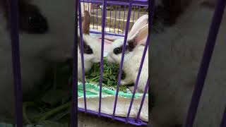 Cute chotu Rabit new newvlog vlog animal peopleandblogs youtubeshorts shortvideo shorts [upl. by Ruberta]