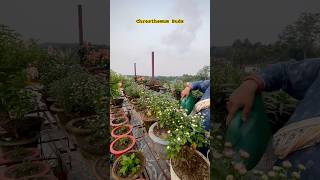 How to get maximum Flowers on Chrysanthemum shorts shortsvideo garden floweringplant [upl. by Letsirk]