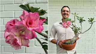 Robertas 1pc Variegated Desert Rose Live Plant on QVC [upl. by Perlie]