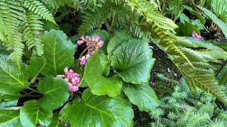 Bergenia Cordifolia  Spring Clean Up April 16 [upl. by Rochelle133]