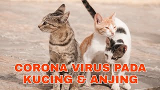 CORONA VIRUS PADA KUCING amp ANJING [upl. by Rialc]