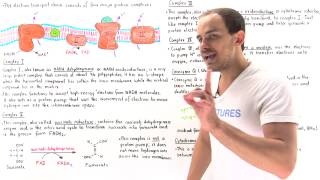 PART I  Oxidative Phosphorylation Electron Transport Chain [upl. by Odiug]