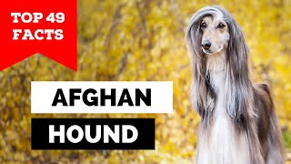 99 of Afghan Hound Owners Dont Know This [upl. by Wedurn430]