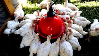 The Best Chicken Waterer  Plasson Broiler Drinker Unboxing and Setup [upl. by Blondy]