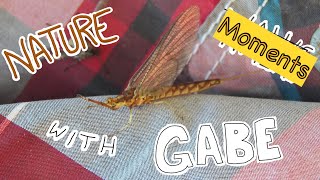 Nature Moments With Gabe 31 Mayflies [upl. by Mcneely]