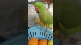 Cute talking parrot youtube cuteparrots ringneck viral mithu indian parrots [upl. by Giacamo962]