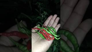 Harvesting green chili 🌶️🌶️🔥nature rooftopgardens shorts [upl. by Stelle]