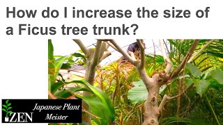 How do I increase the size of a Ficus tree trunkJapanese Plant Meister [upl. by Ydissac331]