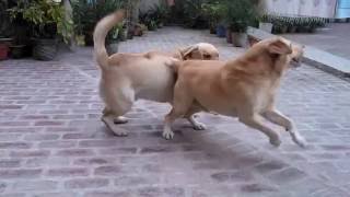 Dog barking Labrador [upl. by Ahsoym725]