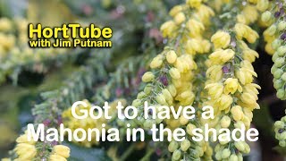 My Shade Garden Has To Have A Mahonia [upl. by Cotter]