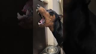 мой личный ASMR 😍 немецкийпинчер собака doberman пинчер стандартныйпинчер germanpinscher [upl. by Llennahs]