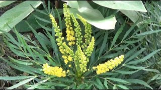 Mahonia eurybracteata Soft Caress [upl. by Anilatsyrc620]