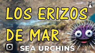 LOS ERIZOS DE MAR  SEA URCHINS [upl. by Roddy]