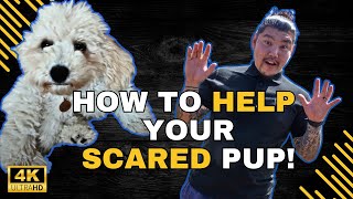 How to Stop Puppy Biting and Fearful Behaviour Essential Training for a Balanced Dog [upl. by Aihseuqal]