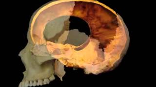 Cranial Motion 3 videos loop [upl. by Atikim415]