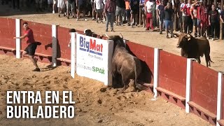 Peñafiel 2024 El Toro Se Mete En El Burladero [upl. by Eidlog312]