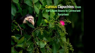 Curious Capuchins From Ice Cream Beans to Cormorant Surprises [upl. by Nalahs]