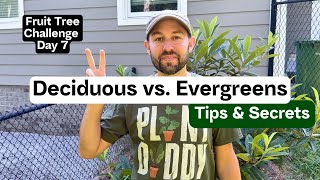 Tips amp Secrets of Deciduous vs Evergreens  Fruit Tree Challenge Day 7 [upl. by Zora316]