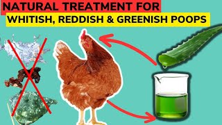 ORGANIC TREATMENT FOR ABNORMAL Chicken Poop COLOUR Whitish Poop  Reddish Poop  Greenish Poop [upl. by Kannan]