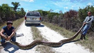 5 COBRAS GIGANTES CAPTURADAS parte 2  Mais Curiosidades [upl. by Irrej]