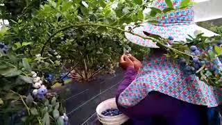 FRESH DARI LADANG  Kerja di Australia  Petik Blueberry [upl. by Rambert836]