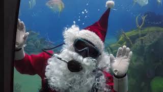 Scuba Santa at Jenkinsons Aquarium [upl. by Isiad845]