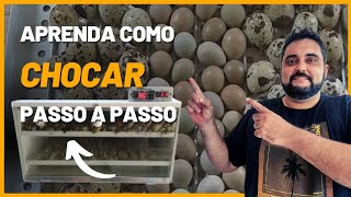 Vou te ensinar como chocar ovos de codornas 10 SUPER dicas como começar a chocar ovos passo a passo [upl. by Enirehtac914]