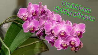 Orchideen richtig pflegen –Orchidee Pflege Tipps  Standort Gießen Düngen uvm [upl. by Annid535]